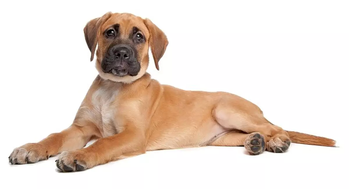 Boxador Dog Breed, Price, Lifespan, Temperament and Size