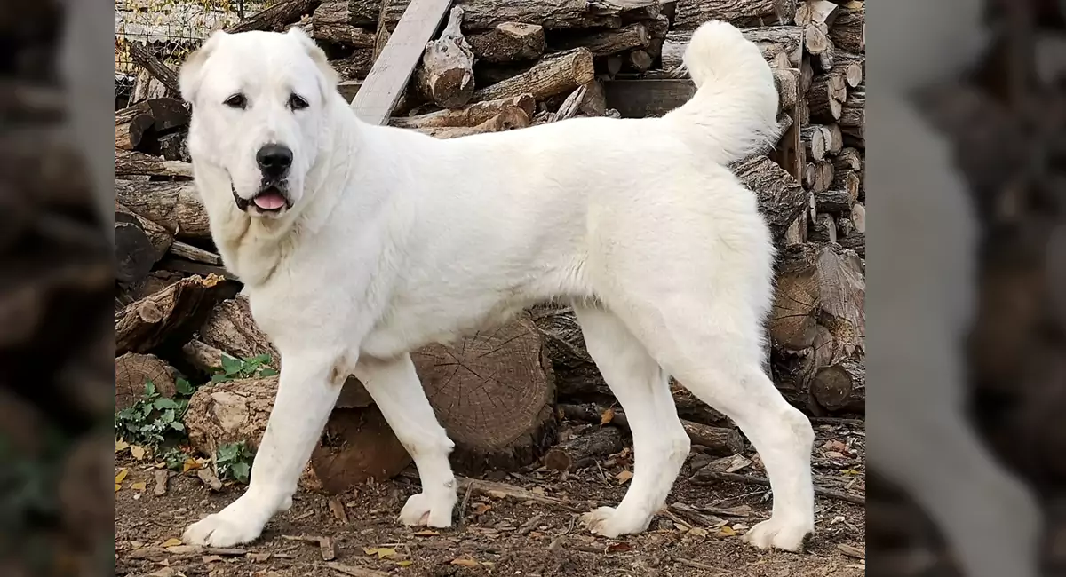 Central Asian Shepherd Dog Breed, Price, Lifespan, Temperament and Size