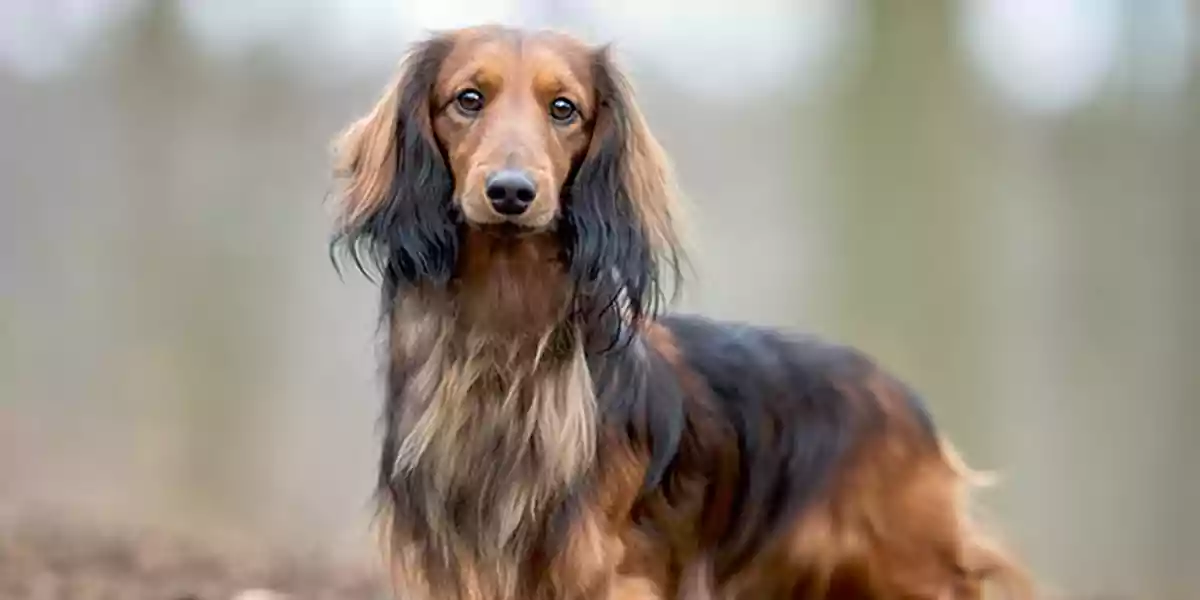 Dachshund Dog Breed Price, Lifespan, Temperament And Size » DecadesLife