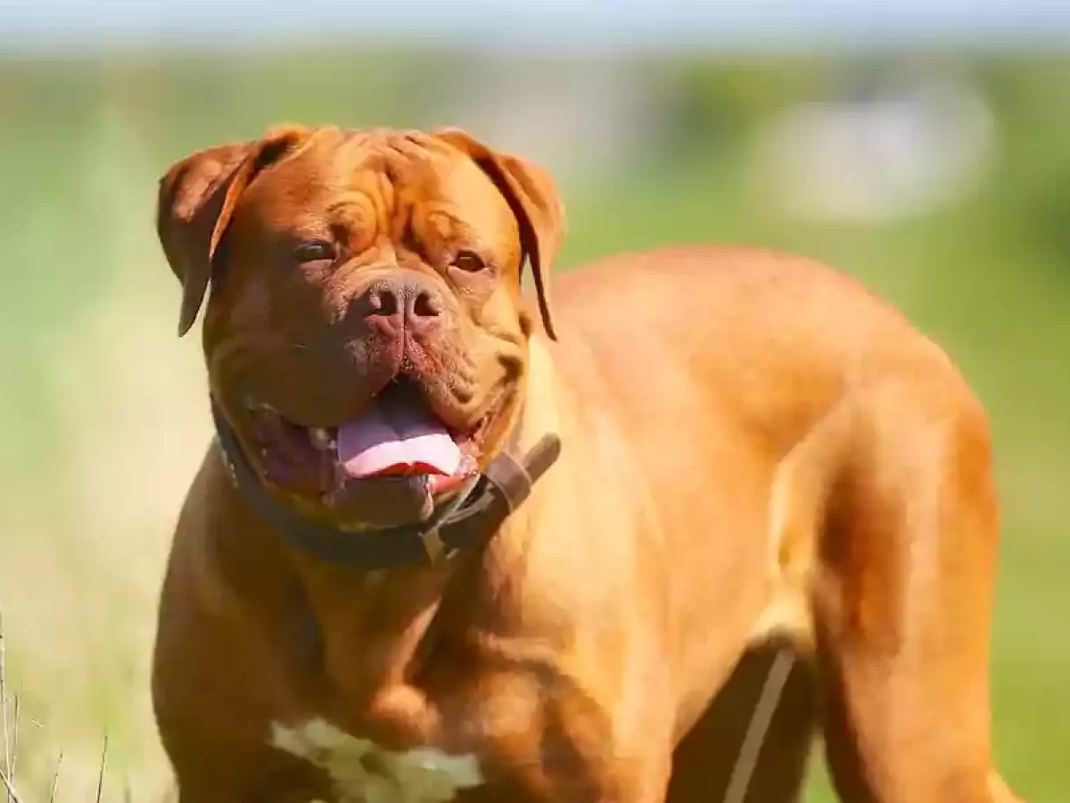 what is the average weight of a french mastiff