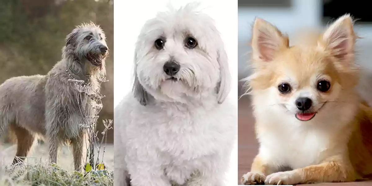 Seven Dog Breeds which Can be Great Companions to us » DecadesLife