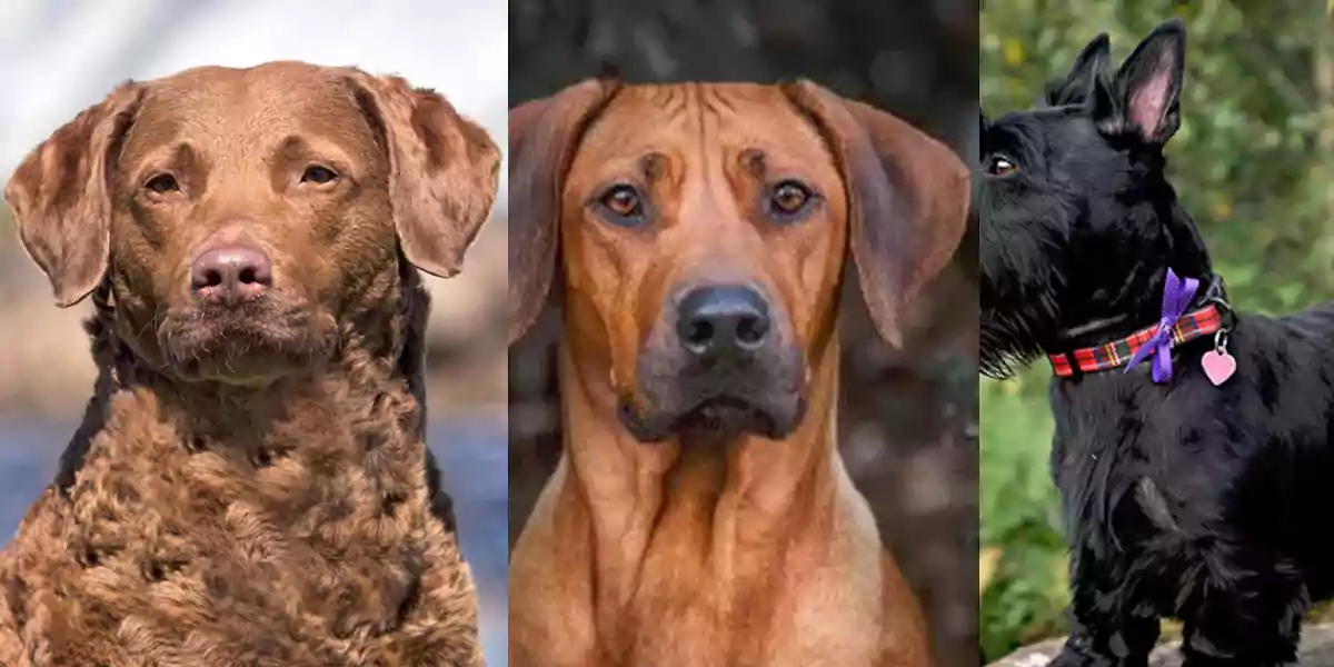 Seven Dog Breeds who are Known for Their Distinctive Characteristics ...