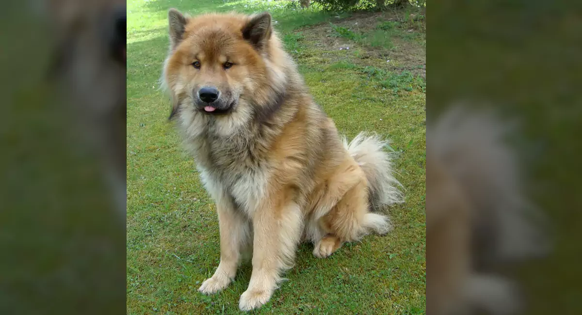 Eurasier Dog Breed Price, Lifespan, Temperament and Size » DecadesLife