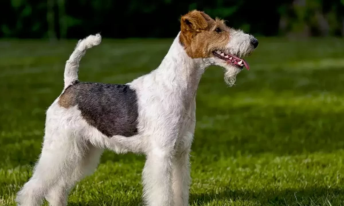 do fox terriers bark a lot