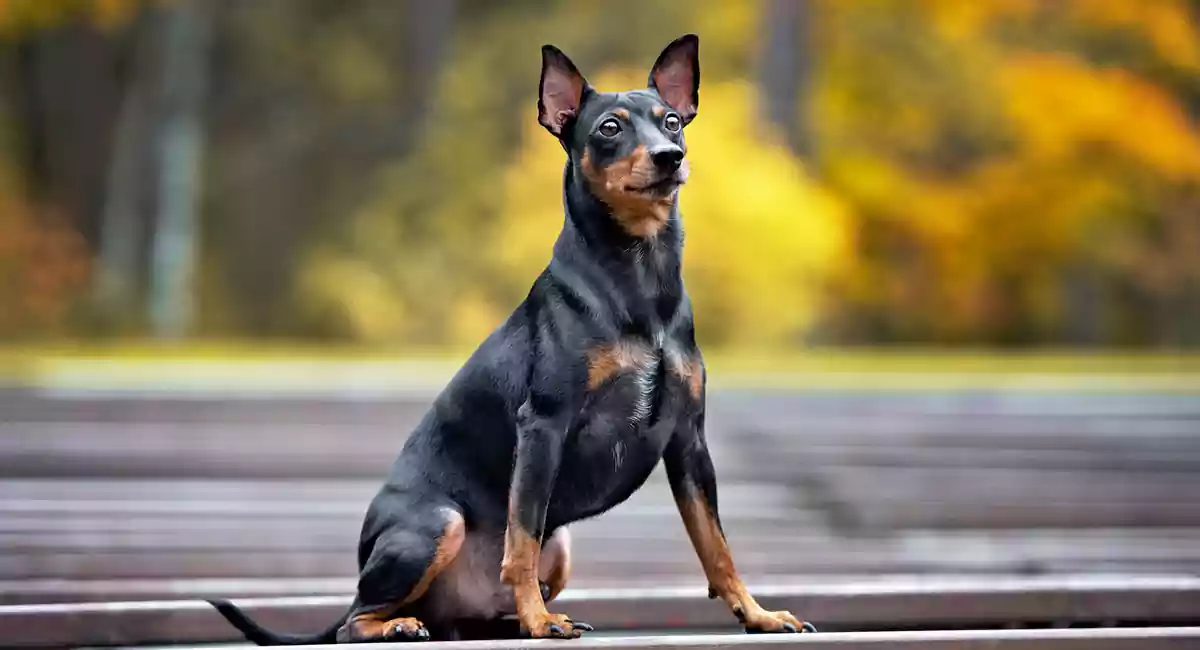 German Pinscher Dog Breed Price, Lifespan, Temperament and Size ...