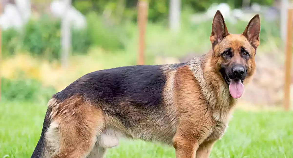 what is the price of german shepherd